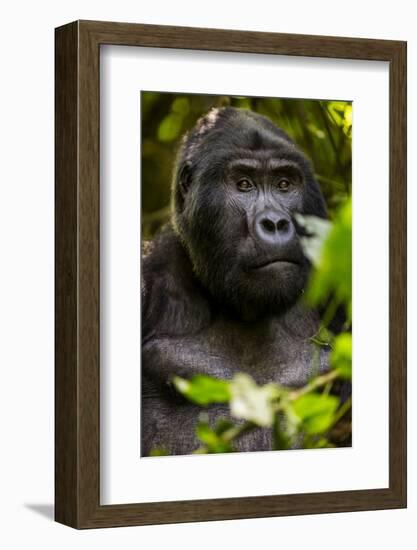 Mountain gorilla (Gorilla beringei beringei), Bwindi Impenetrable Forest, Uganda, Africa-Ashley Morgan-Framed Photographic Print