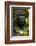 Mountain gorilla (Gorilla beringei beringei), Bwindi Impenetrable Forest, Uganda, Africa-Ashley Morgan-Framed Photographic Print