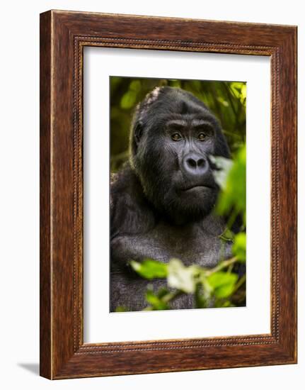 Mountain gorilla (Gorilla beringei beringei), Bwindi Impenetrable Forest, Uganda, Africa-Ashley Morgan-Framed Photographic Print