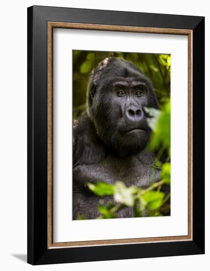 Mountain gorilla (Gorilla beringei beringei), Bwindi Impenetrable Forest, Uganda, Africa-Ashley Morgan-Framed Photographic Print