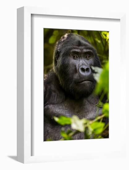 Mountain gorilla (Gorilla beringei beringei), Bwindi Impenetrable Forest, Uganda, Africa-Ashley Morgan-Framed Photographic Print