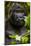 Mountain gorilla (Gorilla beringei beringei), Bwindi Impenetrable Forest, Uganda, Africa-Ashley Morgan-Mounted Photographic Print