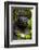 Mountain gorilla (Gorilla beringei beringei), Bwindi Impenetrable Forest, Uganda, Africa-Ashley Morgan-Framed Photographic Print