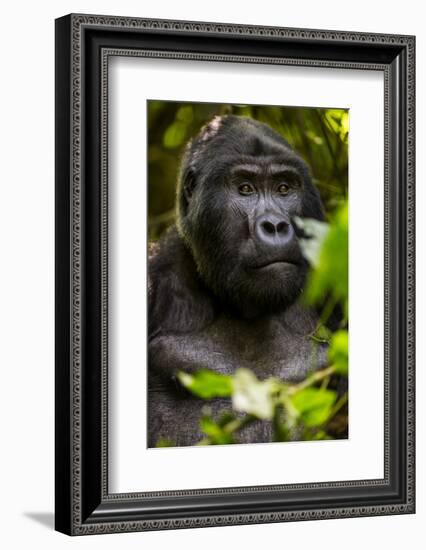 Mountain gorilla (Gorilla beringei beringei), Bwindi Impenetrable Forest, Uganda, Africa-Ashley Morgan-Framed Photographic Print