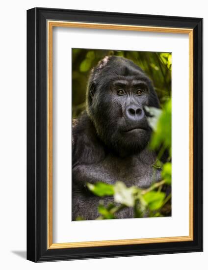 Mountain gorilla (Gorilla beringei beringei), Bwindi Impenetrable Forest, Uganda, Africa-Ashley Morgan-Framed Photographic Print