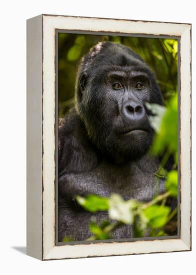 Mountain gorilla (Gorilla beringei beringei), Bwindi Impenetrable Forest, Uganda, Africa-Ashley Morgan-Framed Premier Image Canvas