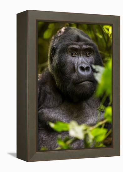 Mountain gorilla (Gorilla beringei beringei), Bwindi Impenetrable Forest, Uganda, Africa-Ashley Morgan-Framed Premier Image Canvas