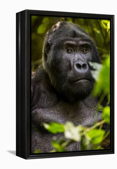 Mountain gorilla (Gorilla beringei beringei), Bwindi Impenetrable Forest, Uganda, Africa-Ashley Morgan-Framed Premier Image Canvas