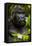 Mountain gorilla (Gorilla beringei beringei), Bwindi Impenetrable Forest, Uganda, Africa-Ashley Morgan-Framed Premier Image Canvas