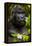 Mountain gorilla (Gorilla beringei beringei), Bwindi Impenetrable Forest, Uganda, Africa-Ashley Morgan-Framed Premier Image Canvas