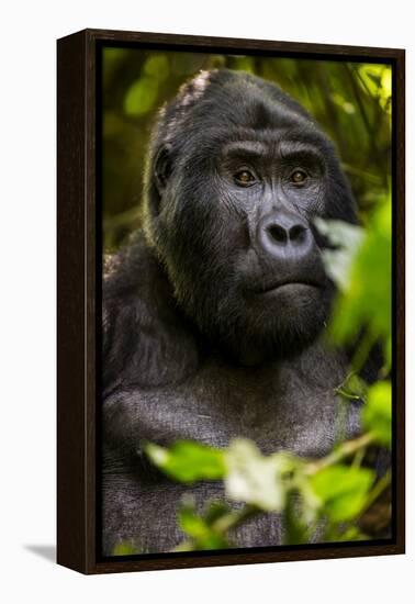 Mountain gorilla (Gorilla beringei beringei), Bwindi Impenetrable Forest, Uganda, Africa-Ashley Morgan-Framed Premier Image Canvas