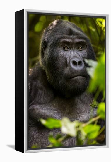 Mountain gorilla (Gorilla beringei beringei), Bwindi Impenetrable Forest, Uganda, Africa-Ashley Morgan-Framed Premier Image Canvas