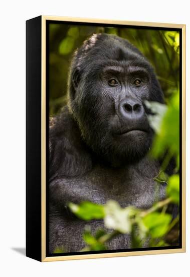 Mountain gorilla (Gorilla beringei beringei), Bwindi Impenetrable Forest, Uganda, Africa-Ashley Morgan-Framed Premier Image Canvas