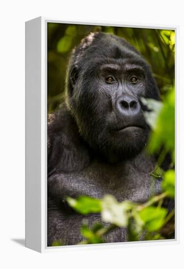 Mountain gorilla (Gorilla beringei beringei), Bwindi Impenetrable Forest, Uganda, Africa-Ashley Morgan-Framed Premier Image Canvas