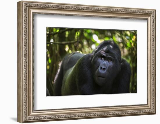 Mountain gorilla (Gorilla beringei beringei), Bwindi Impenetrable Forest, Uganda, Africa-Ashley Morgan-Framed Photographic Print