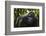 Mountain gorilla (Gorilla beringei beringei), Bwindi Impenetrable Forest, Uganda, Africa-Ashley Morgan-Framed Photographic Print