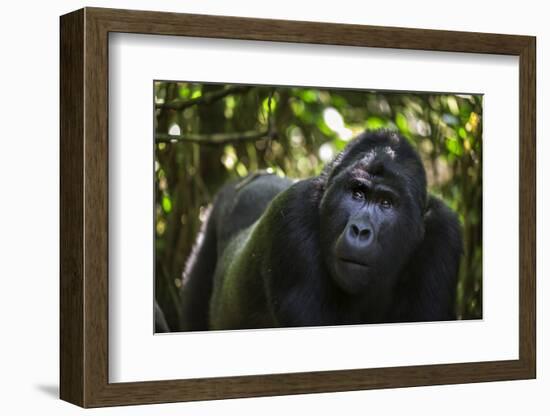Mountain gorilla (Gorilla beringei beringei), Bwindi Impenetrable Forest, Uganda, Africa-Ashley Morgan-Framed Photographic Print
