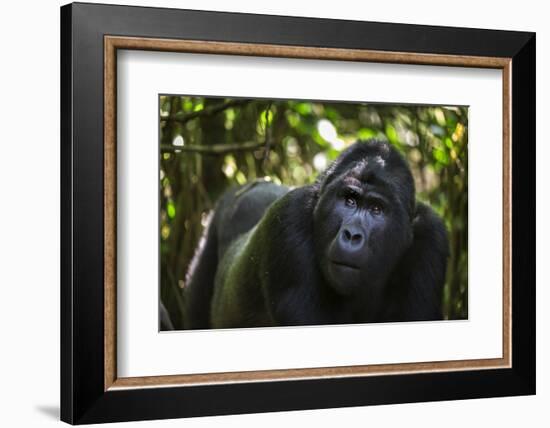 Mountain gorilla (Gorilla beringei beringei), Bwindi Impenetrable Forest, Uganda, Africa-Ashley Morgan-Framed Photographic Print