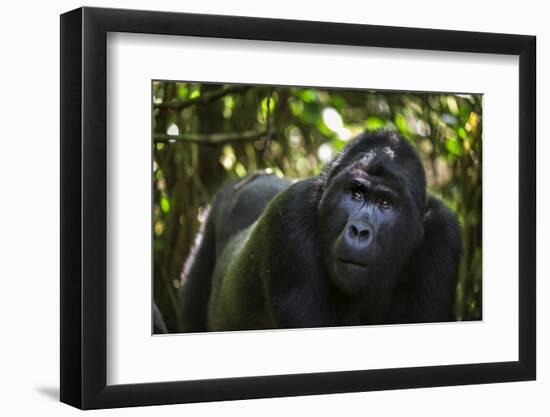 Mountain gorilla (Gorilla beringei beringei), Bwindi Impenetrable Forest, Uganda, Africa-Ashley Morgan-Framed Photographic Print