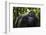 Mountain gorilla (Gorilla beringei beringei), Bwindi Impenetrable Forest, Uganda, Africa-Ashley Morgan-Framed Photographic Print