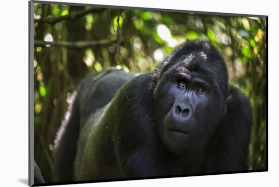 Mountain gorilla (Gorilla beringei beringei), Bwindi Impenetrable Forest, Uganda, Africa-Ashley Morgan-Mounted Photographic Print