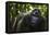 Mountain gorilla (Gorilla beringei beringei), Bwindi Impenetrable Forest, Uganda, Africa-Ashley Morgan-Framed Premier Image Canvas
