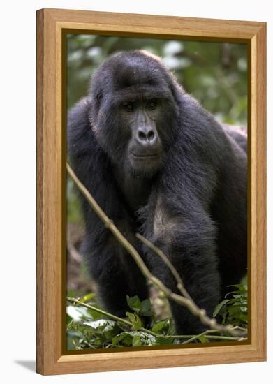 Mountain gorilla, (Gorilla beringei beringei), Bwindi Impenetrable National Park, Uganda, Africa-null-Framed Premier Image Canvas