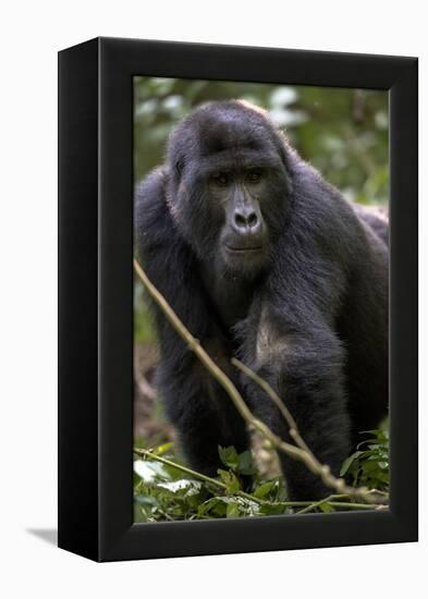 Mountain gorilla, (Gorilla beringei beringei), Bwindi Impenetrable National Park, Uganda, Africa-null-Framed Premier Image Canvas