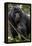 Mountain gorilla, (Gorilla beringei beringei), Bwindi Impenetrable National Park, Uganda, Africa-null-Framed Premier Image Canvas