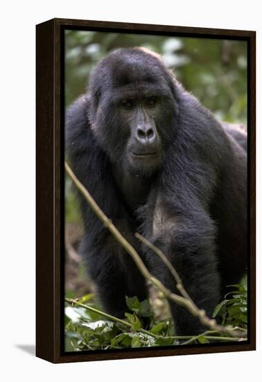 Mountain gorilla, (Gorilla beringei beringei), Bwindi Impenetrable National Park, Uganda, Africa-null-Framed Premier Image Canvas