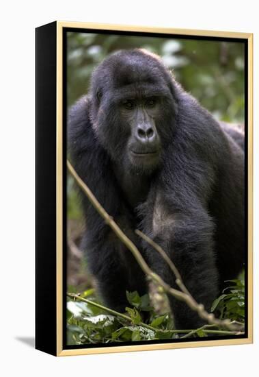 Mountain gorilla, (Gorilla beringei beringei), Bwindi Impenetrable National Park, Uganda, Africa-null-Framed Premier Image Canvas