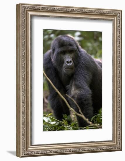 Mountain gorilla, (Gorilla beringei beringei), Bwindi Impenetrable National Park, Uganda, Africa-null-Framed Photographic Print