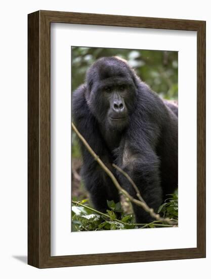 Mountain gorilla, (Gorilla beringei beringei), Bwindi Impenetrable National Park, Uganda, Africa-null-Framed Photographic Print