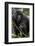 Mountain gorilla, (Gorilla beringei beringei), Bwindi Impenetrable National Park, Uganda, Africa-null-Framed Photographic Print