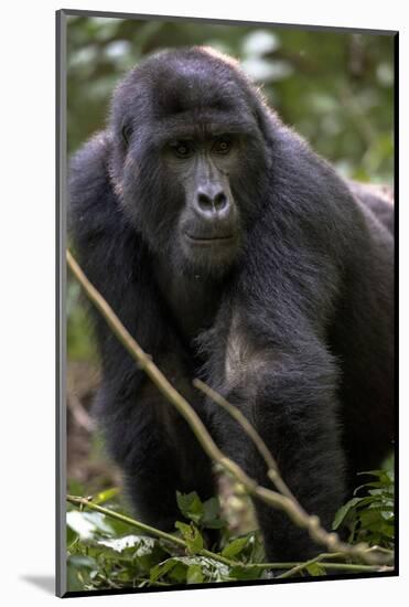 Mountain gorilla, (Gorilla beringei beringei), Bwindi Impenetrable National Park, Uganda, Africa-null-Mounted Photographic Print