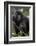 Mountain gorilla, (Gorilla beringei beringei), Bwindi Impenetrable National Park, Uganda, Africa-null-Framed Photographic Print