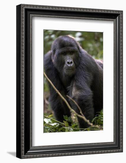 Mountain gorilla, (Gorilla beringei beringei), Bwindi Impenetrable National Park, Uganda, Africa-null-Framed Photographic Print