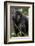 Mountain gorilla, (Gorilla beringei beringei), Bwindi Impenetrable National Park, Uganda, Africa-null-Framed Photographic Print