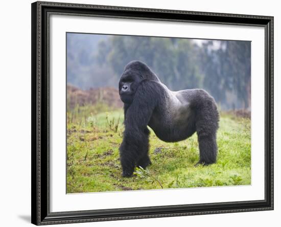 Mountain Gorilla (Gorilla Beringei Beringei) Silverback, Rwanda-null-Framed Photographic Print