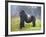 Mountain Gorilla (Gorilla Beringei Beringei) Silverback, Rwanda-null-Framed Photographic Print