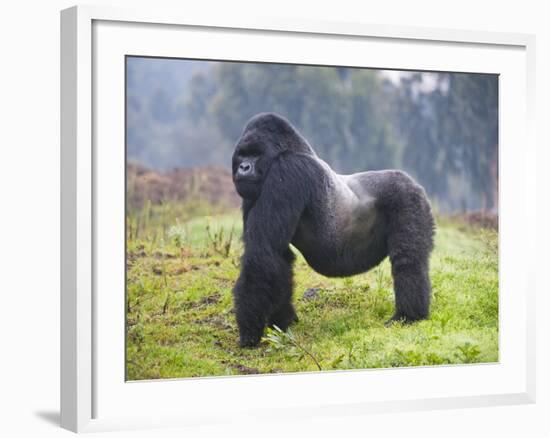 Mountain Gorilla (Gorilla Beringei Beringei) Silverback, Rwanda-null-Framed Photographic Print