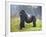 Mountain Gorilla (Gorilla Beringei Beringei) Silverback, Rwanda-null-Framed Photographic Print