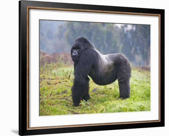 Mountain Gorilla (Gorilla Beringei Beringei) Silverback, Rwanda-null-Framed Photographic Print