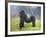 Mountain Gorilla (Gorilla Beringei Beringei) Silverback, Rwanda-null-Framed Photographic Print