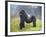 Mountain Gorilla (Gorilla Beringei Beringei) Silverback, Rwanda-null-Framed Photographic Print