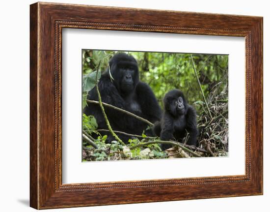 Mountain Gorilla (Gorilla Gorilla Beringei) Baby Age One Year Exploring-Suzi Eszterhas-Framed Photographic Print