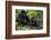 Mountain Gorilla (Gorilla Gorilla Beringei) Baby Age One Year Exploring-Suzi Eszterhas-Framed Photographic Print