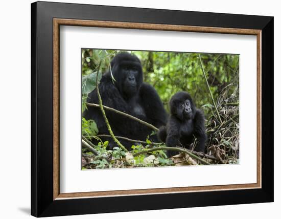 Mountain Gorilla (Gorilla Gorilla Beringei) Baby Age One Year Exploring-Suzi Eszterhas-Framed Photographic Print