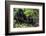 Mountain Gorilla (Gorilla Gorilla Beringei) Baby Age One Year Exploring-Suzi Eszterhas-Framed Photographic Print