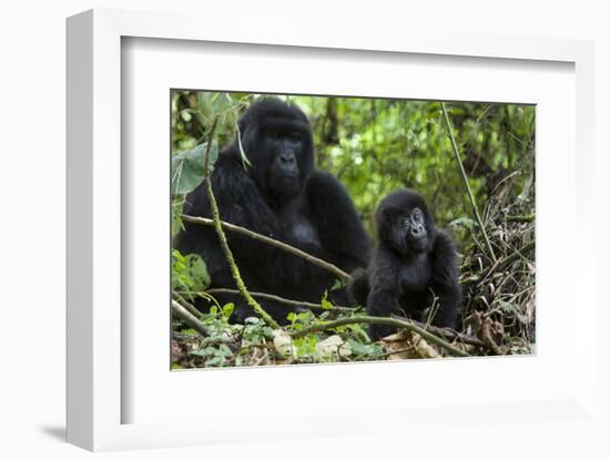 Mountain Gorilla (Gorilla Gorilla Beringei) Baby Age One Year Exploring-Suzi Eszterhas-Framed Photographic Print